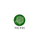 VOLVOX