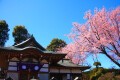 桜祭り in 密蔵院