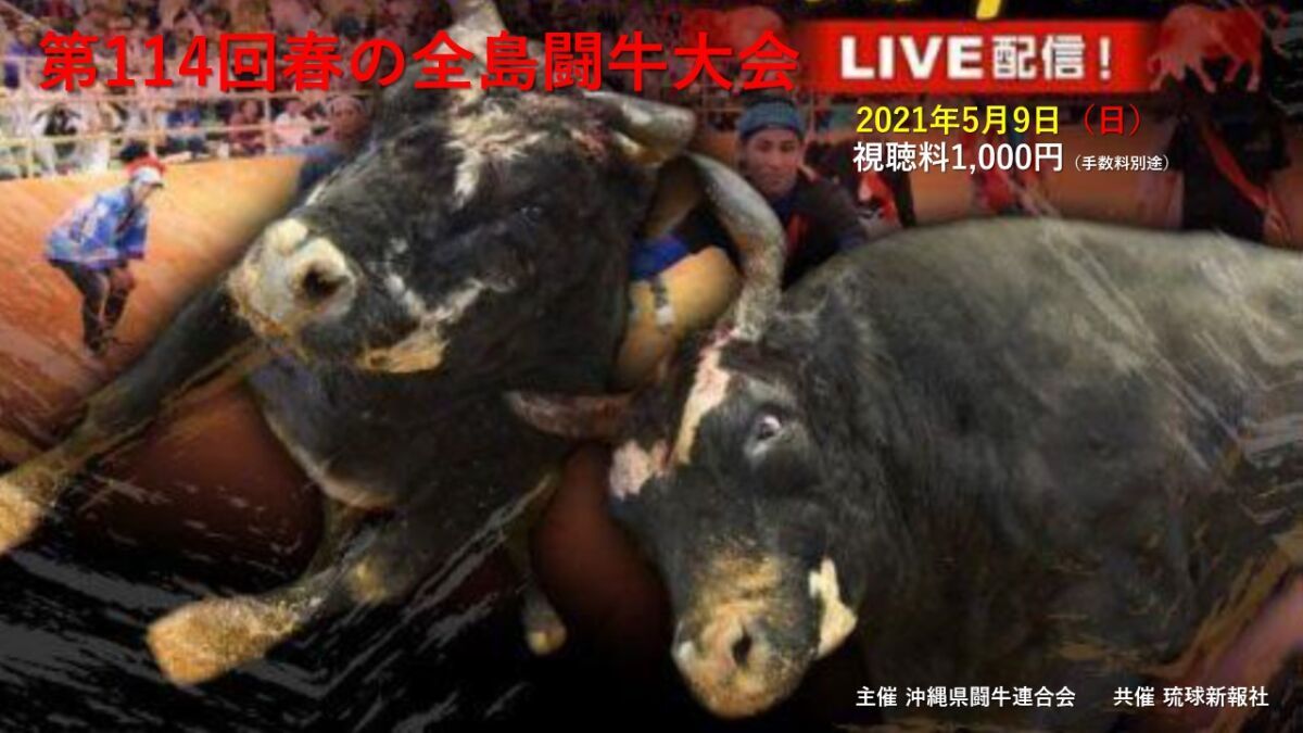第114回春の全島闘牛大会