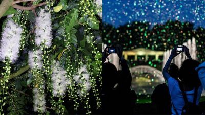 東京・調布市「神代植物公園」の「大温室夜間公開」2025年7月20日・21日開催、一夜限りの “幻の花” サガリバナ、夜空を彩るバブルミネーション、神秘的な倍音の響きの声明 (しょうみょう) 公演等