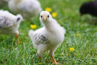 音楽を聴いて鳥肌が立つ人は脳の機能が違うことが判明！