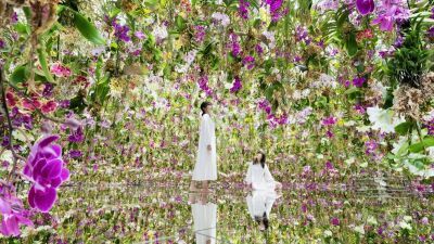 【東京・豊洲 チームラボプラネッツ】本物のランを13,000株以上使用した庭園作品『Floating Flower Garden』に春限定のランが登場