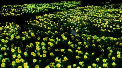 「チームラボ ボタニカルガーデン 大阪」2万株のヒマワリが夜の植物園で一面に光り輝く作品を公開、8月3日(土) 〜8月18日 (日) まで