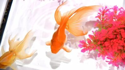 没入型エンターテインメント、日本の伝統と最先端のアートが融合する『アートアクアリウム展 名古屋 2026』が2年連続で7月24日 (金) より開催
