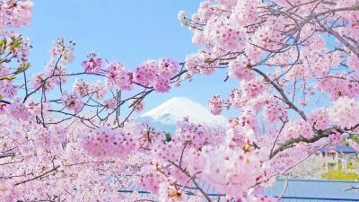 御殿場高原 時之栖にて約5,000本の桜とクラフトビールや美味しいフードを楽しむ『Spring Festival 2026』3月20日 (金/祝) 〜4月5日(日)までの土日祝日に開催
