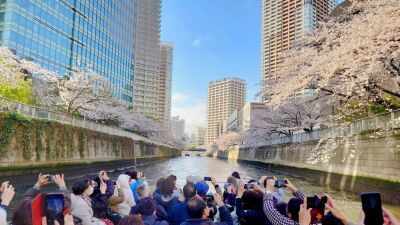 リバーガイドが案内する "見上げる" 新感覚のお花見「目黒川お花見クルーズ」2024年3月20日〜4月7日まで期間限定開催【現在予約受付中】