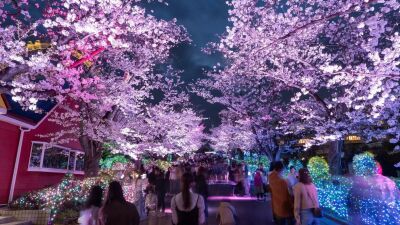 幻想的な桜のライトアップ × 宝石色イルミネーション、よみうりランド「夜桜ジュエルミネーション」3月20日 (木/祝) 〜開催、新観覧車「Sky-Go-LAND」に483灯のLED限定演出も