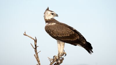 英ウェールズ政府が税金で購入したフェスティバル用地、準絶滅危惧種指定で保護対象の野鳥 “ミサゴ” が巣を作り始めてフェスが開催できず…土地の価値は50万ポンド (約9,935万円) 下落