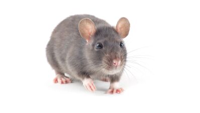 "顔認識" 技術を使用し、ネズミ一匹一匹を顔認識 ＆ 各ネズミの習性をAIに学習させて駆除する技術がテスト段階
