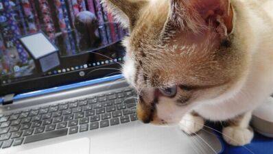「テレワークを猫に邪魔されて困る！」という愛猫家必見！ DJ KOMORIによる目からウロコの対処法動画がTwitterで話題に【お猫様もニッコリ】