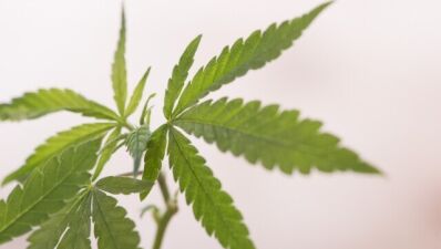 タイ保健省食品医薬品委員会事務局（FDA）が麻薬取締当局に対して「娯楽用」として合法的にマリファナを認めるよう提案、東南アジア初…承認されれば禁固刑や罰金刑が撤廃される？