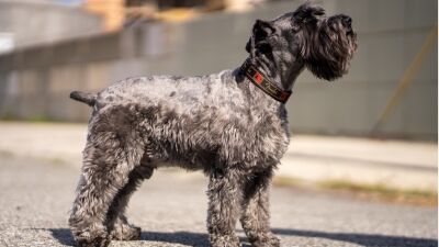 ギターやアンプの人気メーカー「フェンダー」が、初の "犬用アクセサリー" を発表!! 超ロックな「首輪」「リード」が日本フェンダー公式オンラインショップにて販売開始！