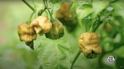 「Pepper X (ペッパー X) 」が "世界一辛い唐辛子" としてギネス世界記録更新、ハバネロの約60倍以上の辛さ…ペッパーX使用のホットソースも販売中（リンク有り）