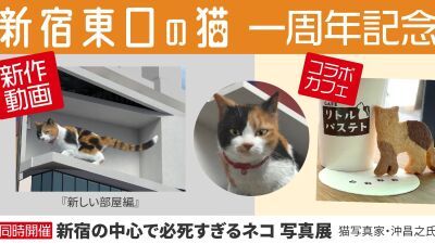 “3D巨大猫”として世界に拡散した『新宿東口の猫』7月1日の放映開始1周に合わせ新作3D動画＆コラボカフェをスタート！ 