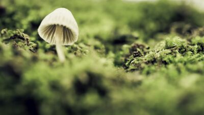 アメリカ・カリフォルニア州がマジックマッシュルーム合法化を検討する請願活動を承認!?!? 署名が一定数集まれば非犯罪化に